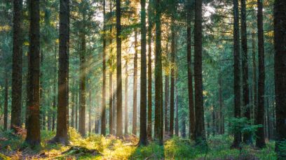 Muss viele Ansprüche erfüllen: der Schweizer Wald.