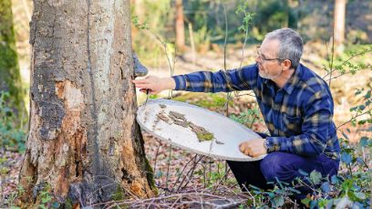 Der Waldökologe Thibault Lachat untersucht Totholz. (Bild: Reto Baula)
