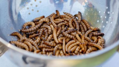 Auch wenn Produkte aus Mehlwürmern nachhaltig wären – der Fakt allein überzeugt nicht zum Verzehr. (Foto: Julia Filirovska,  Pexels)