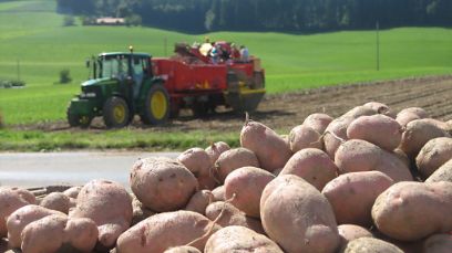 Les pommes de terre résistantes préservent le climat et les ressources. (Photo: LID)