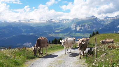 Trotz Idylle: Auf immer mehr Alpen fehlt qualifiziertes Personal. (Foto: Linda Schüpfer)