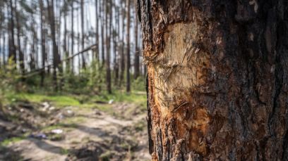 Arbre endommagé dans une forêt ukrainienne – des traces visibles de la guerre. (Photo : Serhii Korovayny, WWF Ukraine)