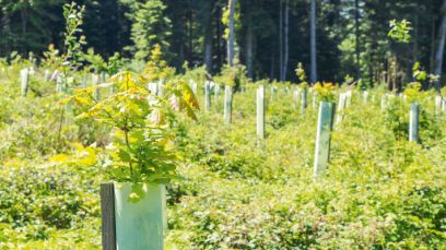 Les surfaces de reboisement modifient l’image de la forêt suisse. Image : Ann Schärer