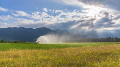 En Suisse, la culture des pommes de terre n’est pratiquement plus possible sans irrigation. Image : Adobe Stock