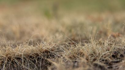 La productivité des écosystèmes qui font face à des restrictions d’eau diminue considérablement après plusieurs années de sècheresse extrême (photo : AdobeStock).