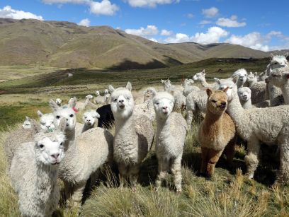 Alpacas are a treasured part of family life in the Peruvian Andes.