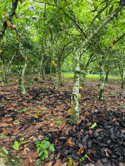 Cocoa cultivation at the heart of the project.