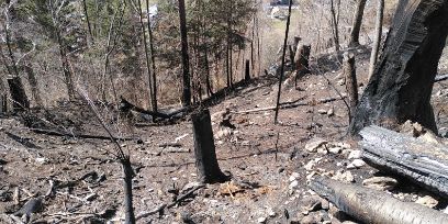 Forêt de protection à Meiringen après un incendie de forêt. 