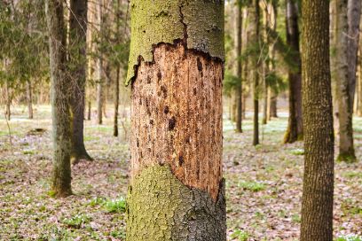 Un arbre dont l'écorce a été partiellement enlevée. Sous l'écorce, des motifs indiquent une infestation de scolytes.