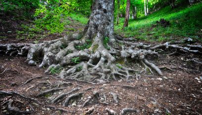 20-Jahr-Jubiläum der Waldwissenschaften: Zurückblicken, feiern und in die Zukunft starten