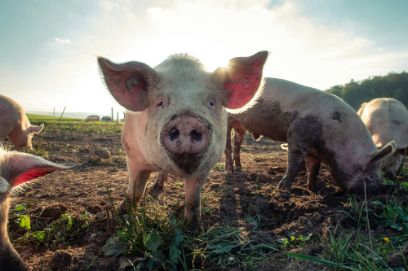 Brennpunkt Schwein 2026