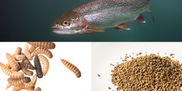 Valorisation des déchets de poissons par les larves de mouches soldats noires (Hermetia illucens)