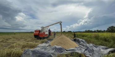 Responsible Business Fund+ (RBF+) for Agrifood in Myanmar