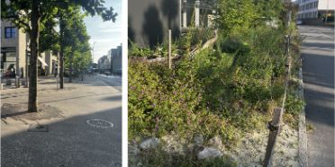 Pflanzenverwendung im Siedlungsraum