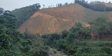 Burned slopes after clearcut in short rotation plantations of Cinnamon