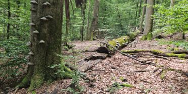 Trittsteine stärken die ökologische Vernetzung im Nationalpark Slovenský raj