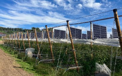 Modules PV sur un champ de framboisiers (Bild: Bioschmid)