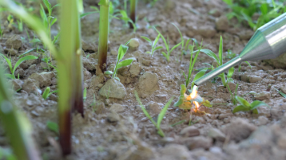 De fortes impulsions électriques permettent d’éliminer les herbes indésirables sans usage de pesticides. (Photo: BFH-HAFL)
