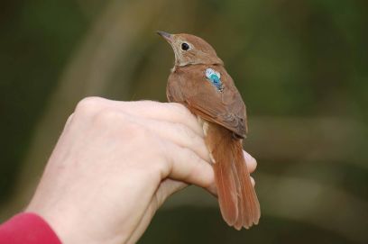 Geodatenlogger - Zugvögel