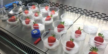 ProBerry