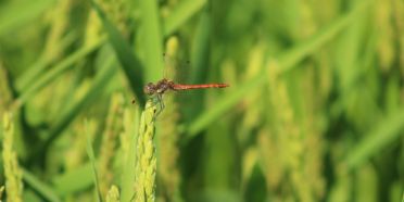 Paddy rice cultivation and biodiversity
