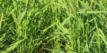 Paddy rice cultivation and biodiversity-1