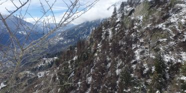 Waldbrandfläche oberhalb Bitsch (VS)