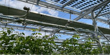 PV-Anlage über Beerenkulturen.