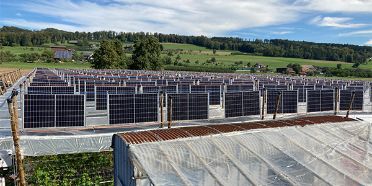 Die Entwicklung der angebauten Beeren wird von Agroscope beobachtet und verglichen.