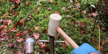 Einfluss der Rückegassen auf Mykorrhiza Pilze