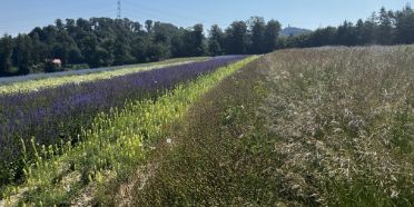 Wildpflanzenvermehrung Schori