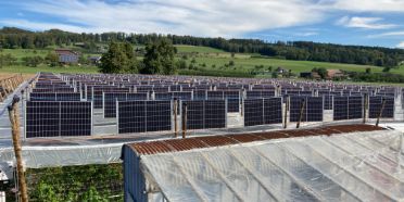 Beerenanbau unter AgriPV