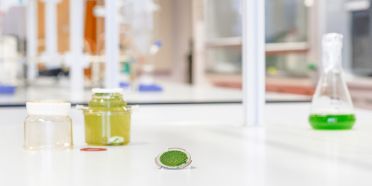Mikroalgenzucht auf gereinigtem Abwasser