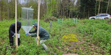 Aufstellen einer Flugfalle auf einer geräumten Waldfläche