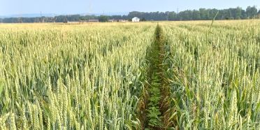 Kulturkombination Weizen-Soja im Einsatz auf Praxisbetrieben