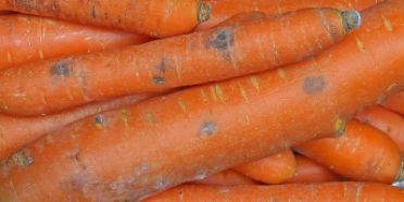 La moisissure Berkeleyomyces basicola infecte les carottes après leur récolte