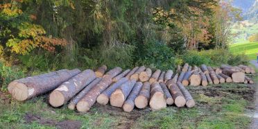 Holz