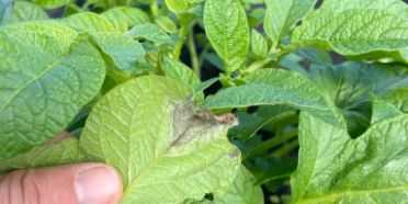 Kartoffelpflanze mit Kraut- und Knollenfäulebefall